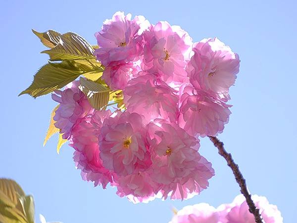 日本‧名古屋(十五)‧東山動植物園(中)‧賞櫻(Nagoya