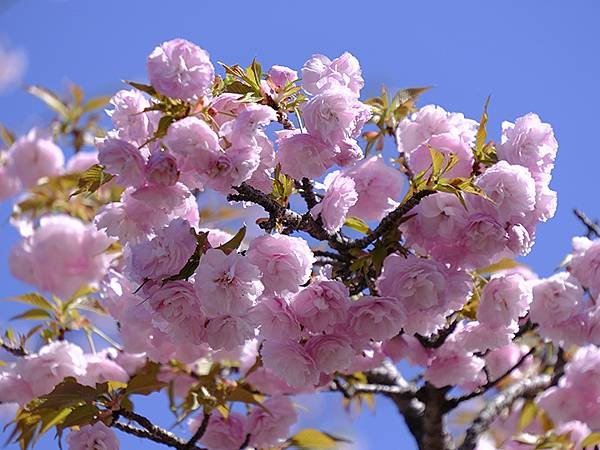 日本‧名古屋(十五)‧東山動植物園(中)‧賞櫻(Nagoya