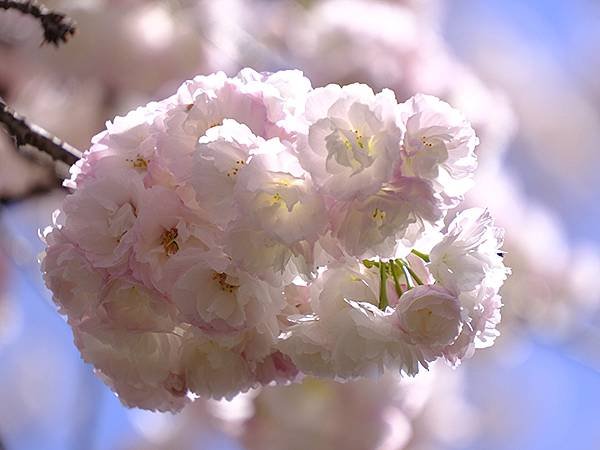 日本‧名古屋(十五)‧東山動植物園(中)‧賞櫻(Nagoya