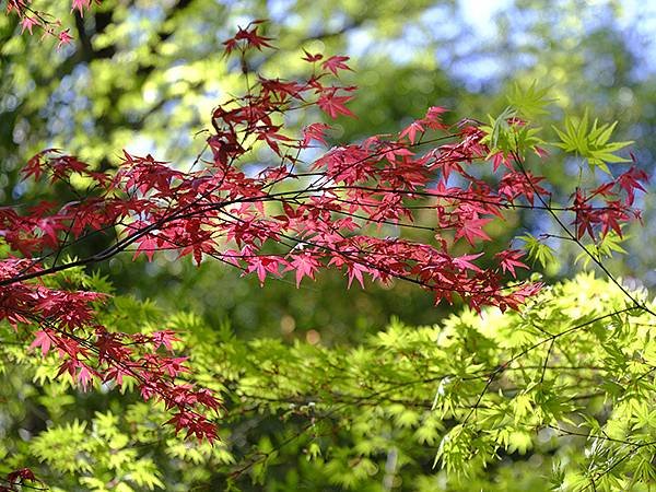 日本‧名古屋(十六)‧東山動植物園(下)‧其他(Nagoya