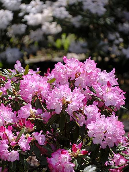 日本‧名古屋(十六)‧東山動植物園(下)‧其他(Nagoya