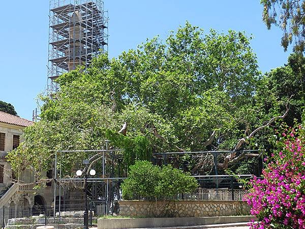 希臘跳島(四十四)‧科斯島(上)‧主鎮(Kos I)