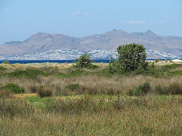 希臘跳島(四十六)‧科斯島(下)‧皮利和蒂加基(Kos II