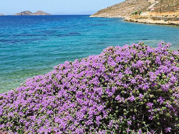 希臘跳島(五十六)‧蒂洛斯島(上)‧吉拉廢村(Tilos I