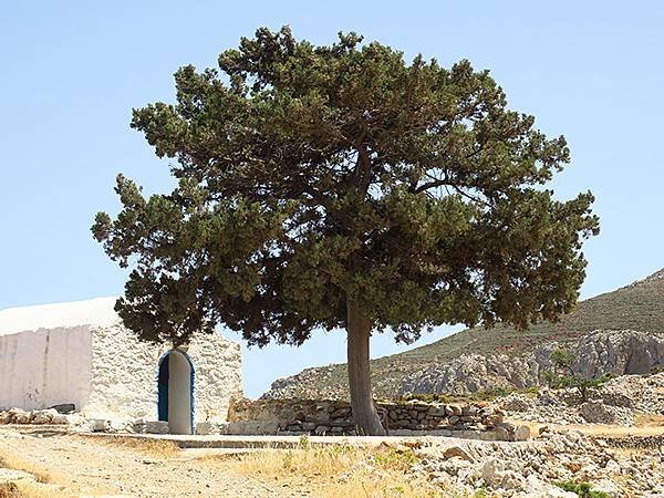 希臘跳島(五十六)‧蒂洛斯島(上)‧吉拉廢村(Tilos I