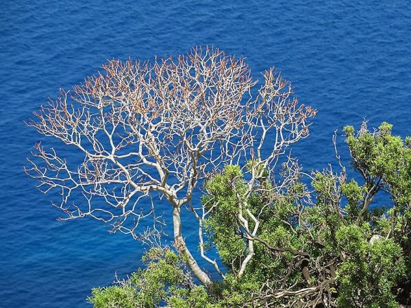 希臘跳島(五十六)‧蒂洛斯島(上)‧吉拉廢村(Tilos I