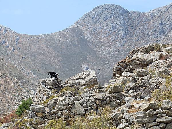 希臘跳島(五十八)‧蒂洛斯島(下)‧大村和城堡(Tilos 