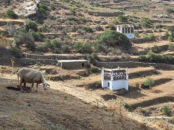 希臘跳島(六十五)‧蒂諾斯島(下)‧鴿舍健行(Tinos I