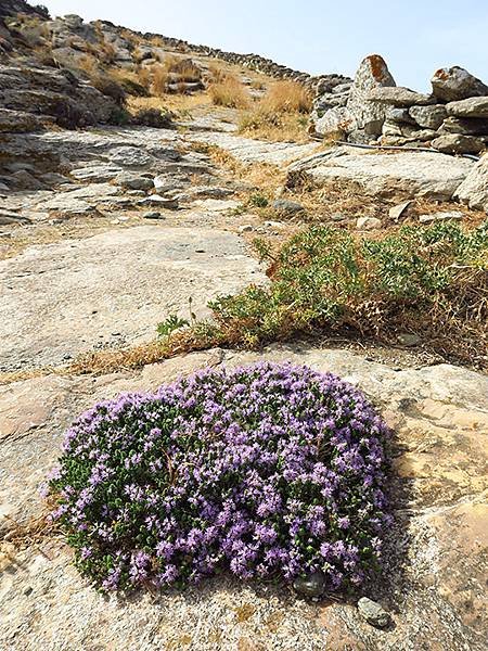 希臘跳島(六十五)‧蒂諾斯島(下)‧鴿舍健行(Tinos I