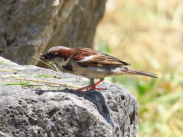 希臘跳島(六十九)‧島嶼鳥與貓(Island Birds &amp;