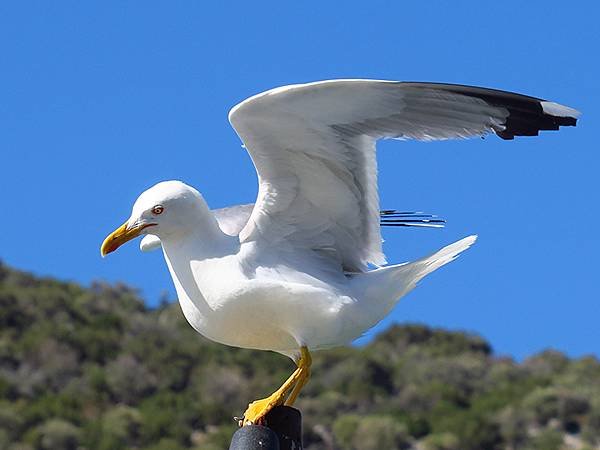 希臘跳島(六十九)‧島嶼鳥與貓(Island Birds &amp;