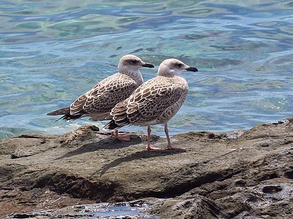 希臘跳島(六十九)‧島嶼鳥與貓(Island Birds &amp;