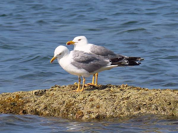 希臘跳島(六十九)‧島嶼鳥與貓(Island Birds &amp;