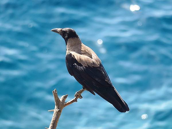 希臘跳島(六十九)‧島嶼鳥與貓(Island Birds &amp;