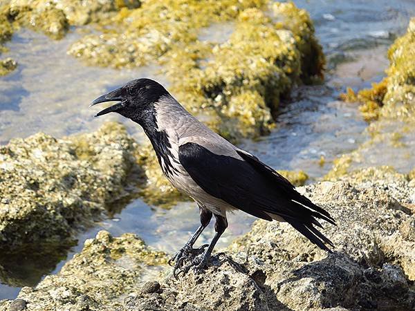 希臘跳島(六十九)‧島嶼鳥與貓(Island Birds &amp;