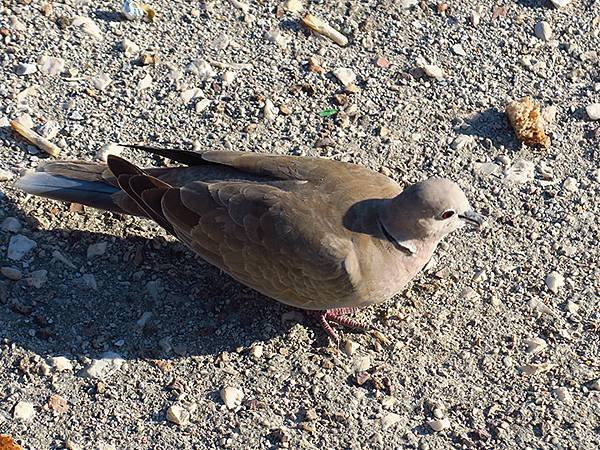 希臘跳島(六十九)‧島嶼鳥與貓(Island Birds &amp;