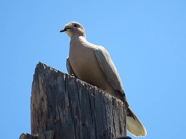 希臘跳島(六十九)‧島嶼鳥與貓(Island Birds &amp;