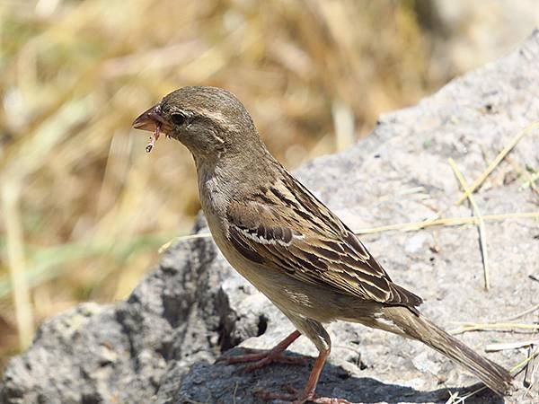 希臘跳島(六十九)‧島嶼鳥與貓(Island Birds &amp;