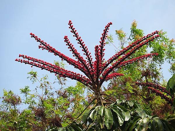 台灣‧台中(三十三)‧台中都會公園賞鳥(Taichung M