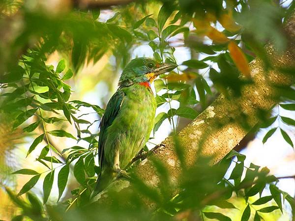 台灣‧台中(三十三)‧台中都會公園賞鳥(Taichung M