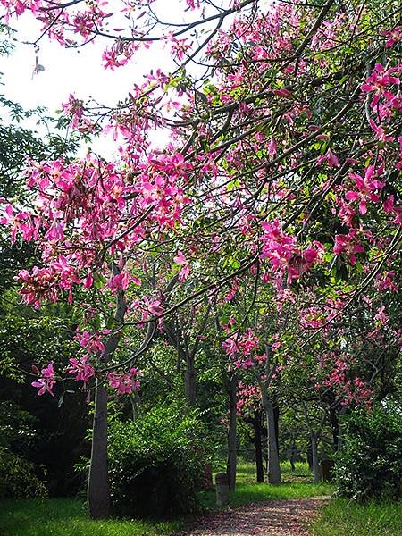 台灣‧台中(三十三)‧台中都會公園賞鳥(Taichung M