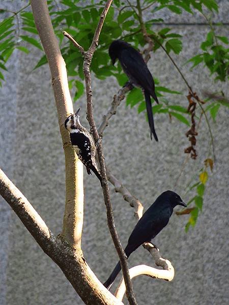 台灣‧台中(三十三)‧台中都會公園賞鳥(Taichung M