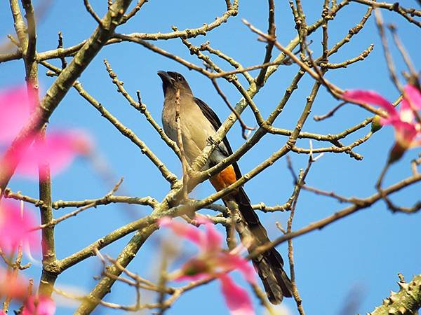 台灣‧台中(三十三)‧台中都會公園賞鳥(Taichung M