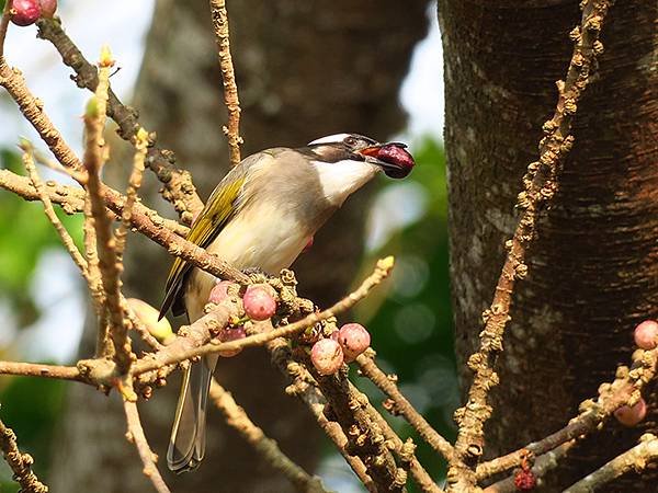 台灣‧台中(三十三)‧台中都會公園賞鳥(Taichung M