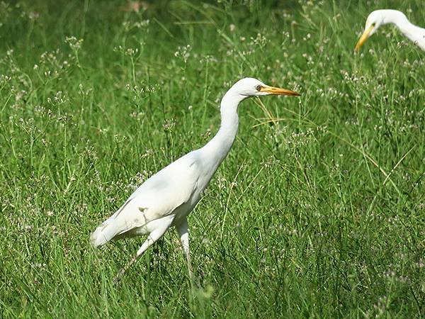 台灣‧台中(三十三)‧台中都會公園賞鳥(Taichung M