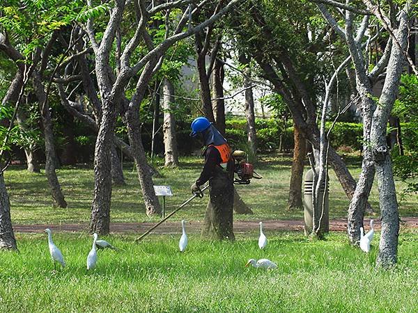 台灣‧台中(三十三)‧台中都會公園賞鳥(Taichung M