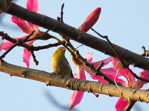 台灣‧台中(三十三)‧台中都會公園賞鳥(Taichung M