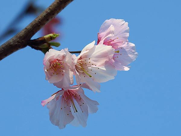 台灣‧蘆洲到八里騎行(上)‧五股溼地(Wugu Wetlan