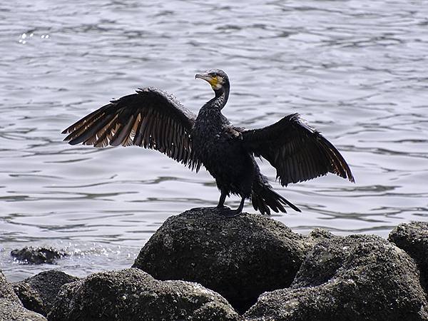 日本‧東京‧東京港野鳥公園(Tokyo Port Wild 