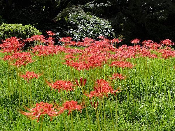 東京近郊(二十二)‧橫濱(上)‧三溪園(Yokohama I