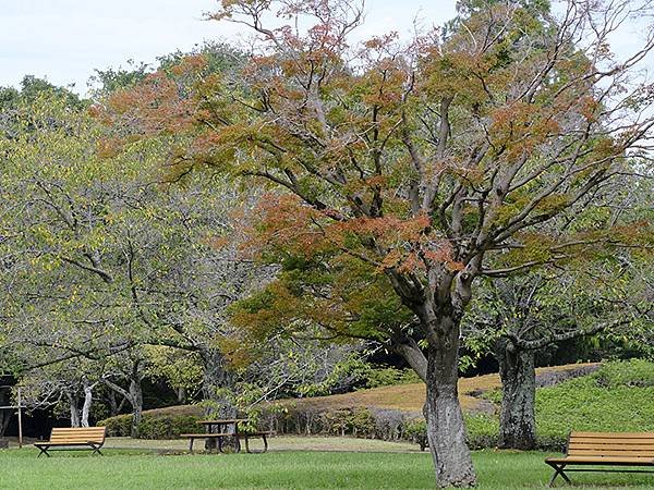 東京近郊(二十四)‧佐倉城址公園(Sakurajoshi P