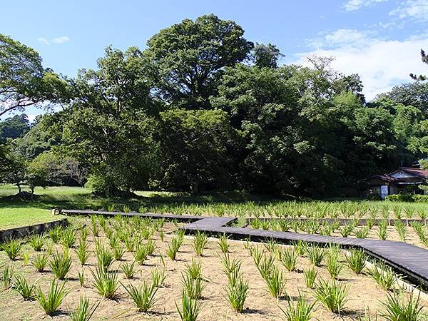 東京近郊(二十四)‧佐倉城址公園(Sakurajoshi P