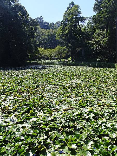 東京近郊(二十四)‧佐倉城址公園(Sakurajoshi P