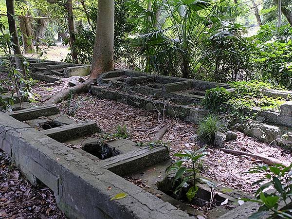 東京近郊(二十四)‧佐倉城址公園(Sakurajoshi P