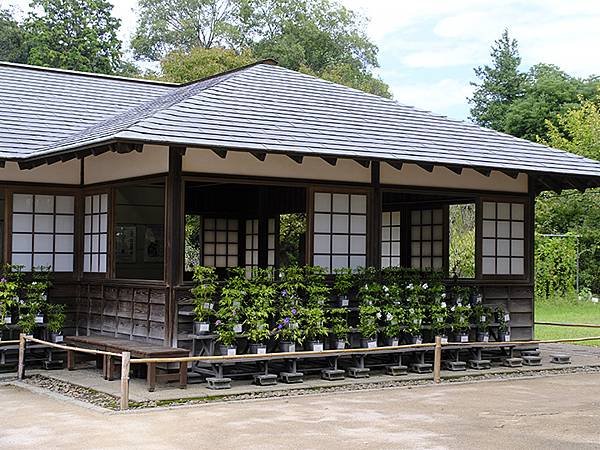 東京近郊(二十四)‧佐倉城址公園(Sakurajoshi P