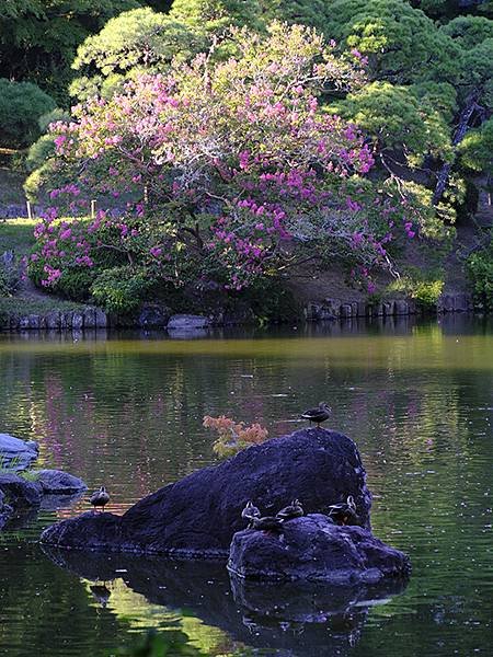 東京近郊(二十五)‧成田山新勝寺(Narita)