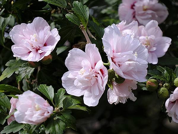 東京近郊(三十)‧村上綠地公園彼岸花(Murakami Ry