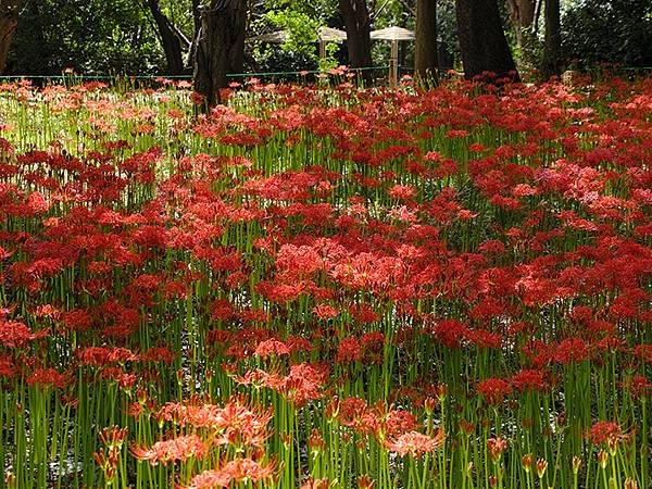 東京近郊(三十)‧村上綠地公園彼岸花(Murakami Ry