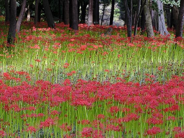 東京近郊(三十)‧村上綠地公園彼岸花(Murakami Ry