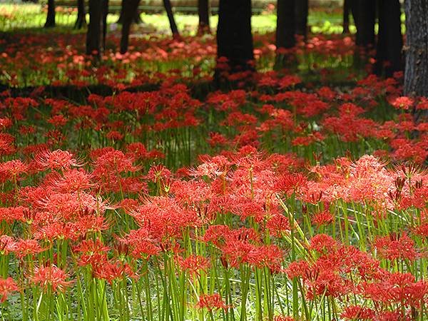 東京近郊(三十)‧村上綠地公園彼岸花(Murakami Ry