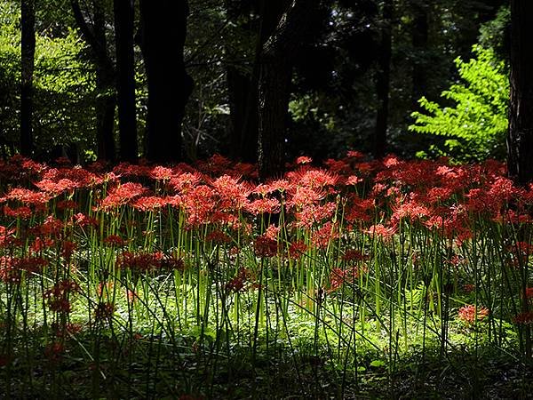 東京近郊(三十)‧村上綠地公園彼岸花(Murakami Ry