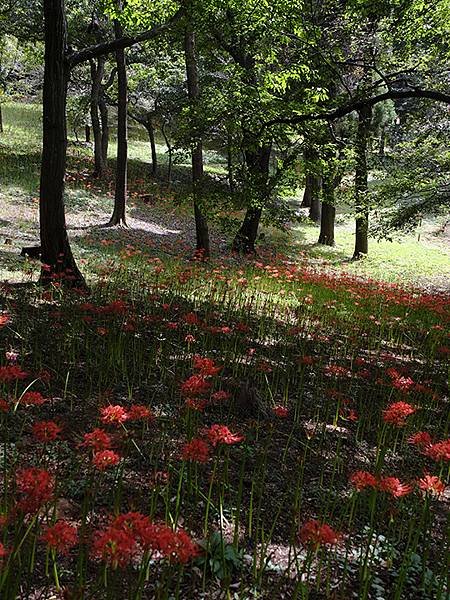 東京近郊(三十)‧村上綠地公園彼岸花(Murakami Ry