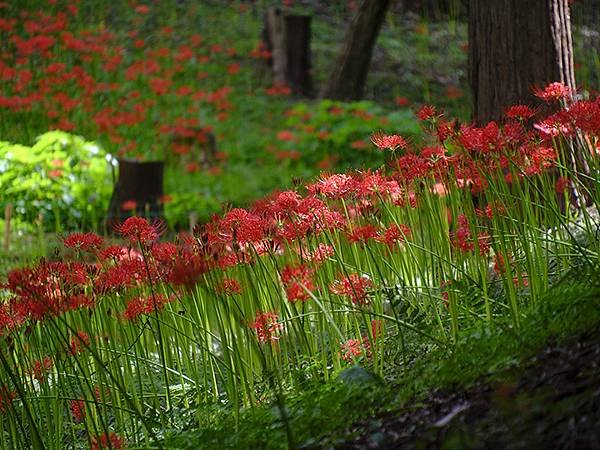 東京近郊(三十)‧村上綠地公園彼岸花(Murakami Ry