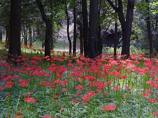 東京近郊(三十)‧村上綠地公園彼岸花(Murakami Ry