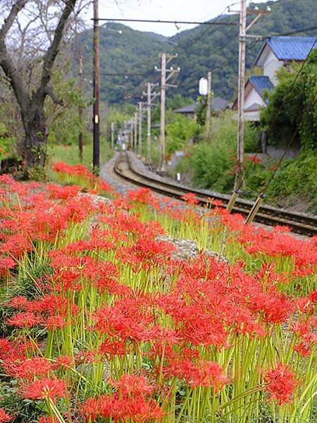 東京近郊(四十一)‧秩父(四)‧上長瀞(Kami-Nagat