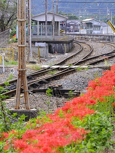 東京近郊(四十一)‧秩父(四)‧上長瀞(Kami-Nagat